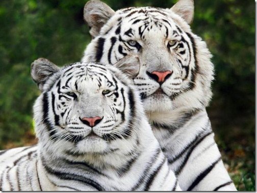 white tiger wallpapers. White Bangal Tigers