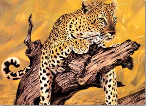 cheetah_wallpaper_02 cheetah_wallpaper_02