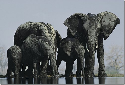 elephants elephants