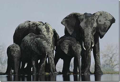 elephants