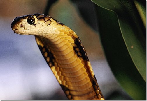 king_cobra king_cobra