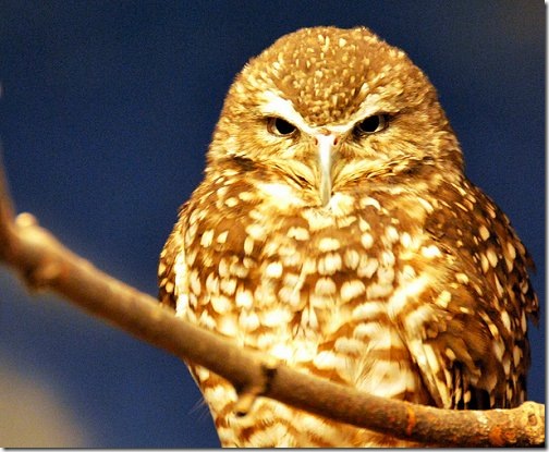 owl_wallpaper owl_wallpaper