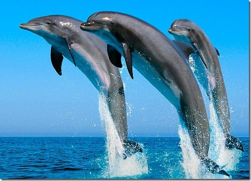dolphins wallpaper. Bottlenose Dolphins