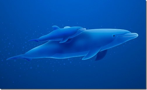 dolphins_wallpaper_03