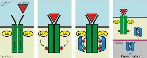Cough+reflex+pathway