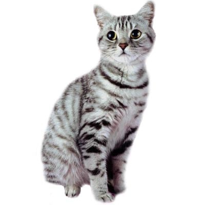 [cat[4].jpg]