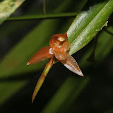 small orchid kinabalu park looks like it is growing from the tip of the leaf like Nepenthes.