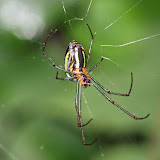 Leucauge celebesiana spider f kinabalu park anterior view