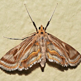 moth kinabalu park