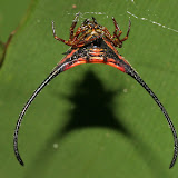 Spider horned orange and black araneus sp? f, anterior view below large leafed plant, Poring hot springs Sabah