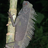 black Chameleon, Poring hot springs Sabah