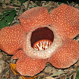 Rafflesia flower in all its glory on the day it opened near Poring hot springs Sabah