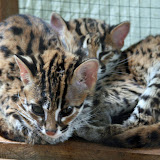 Wild cats in a cage at the farm where we saw the Rafflesia, near Poring hot springs Sabah