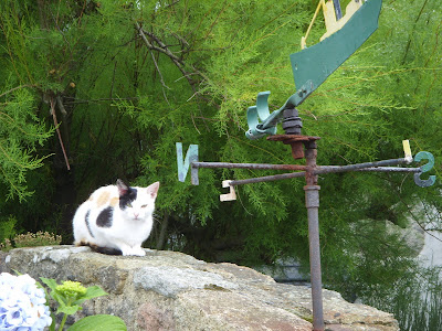 風見鶏とねこ