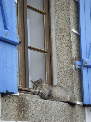 窓辺で寝るねこ