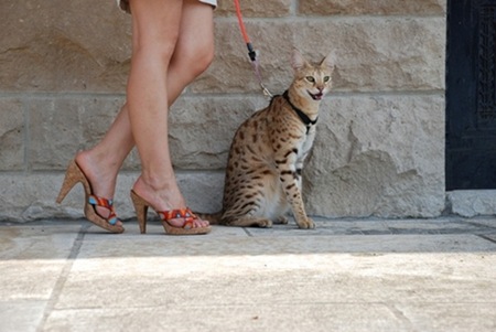 gato miblogdecosasdivertidas (8) gato miblogdecosasdivertidas (8)