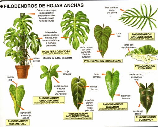 [philodendron[3].jpg]