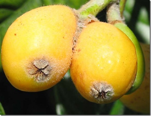 foodporn_loquat_boobs
