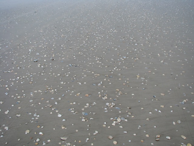 [5210 Early Morning Sea Shell Hunting South Padre Island Texas[2].jpg]