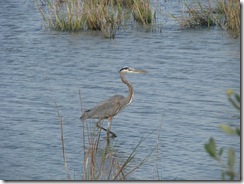 5369 Great Blue Heron on Nature Walk South Padre Island Texas