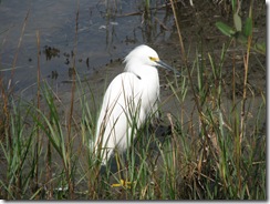 5377 Snowy Egret on Nature Walk South Padre Island Texas
