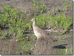 5645 Long Billed Curlew South Padre Island Texas