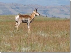 1293 Pronghorn at Ames Monument WY