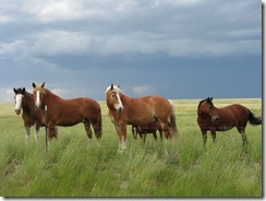 1099 Horses west of Hillsdale WY