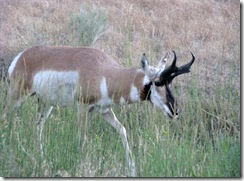 5804 Pronghorn Antelope near Roosevelt Arch Yellowstone National Park