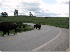 6468 Bison on US 16A Peter Norbeck Scenic Byway Iron Mountain Road SD