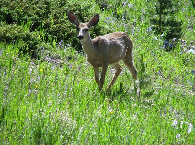 [8677 Mule Deer Snowy Range Scenic Byway WY[2].jpg]