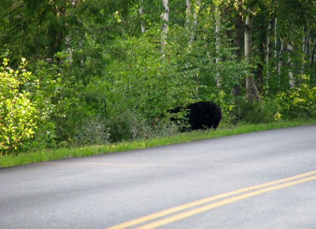 [9440 Black Bear Going To The Sun Road GNP MT[2].jpg]