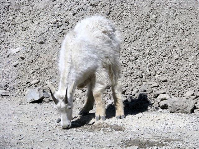 [9568 Mountain Goat Going To The Sun Road GNP MT[2].jpg]