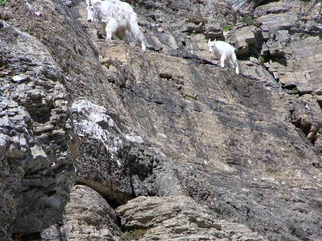 [9571 Mountain Goat Going To The Sun Road GNP MT[2].jpg]