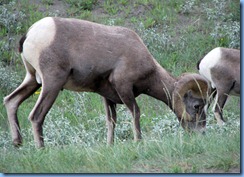 9916 Big Horn Sheep at  Jasper National Park AB
