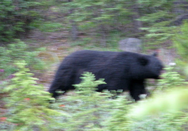 [10198 Black Bear Banff National Park AB[2].jpg]
