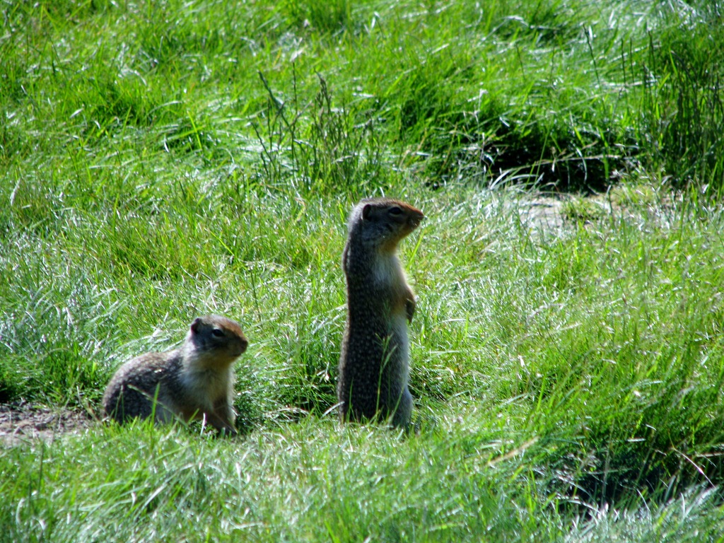 [0503 Columbia Ground Squirrel Rogers Pass Glacier National Park BC[3].jpg]