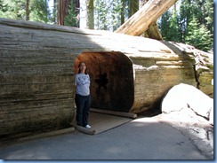 2508 Sherman Tree Trail Sequoia National Park CA