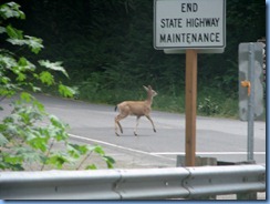 1278 Black Tail Deer West Cascade Oregon Scenic Byway OR
