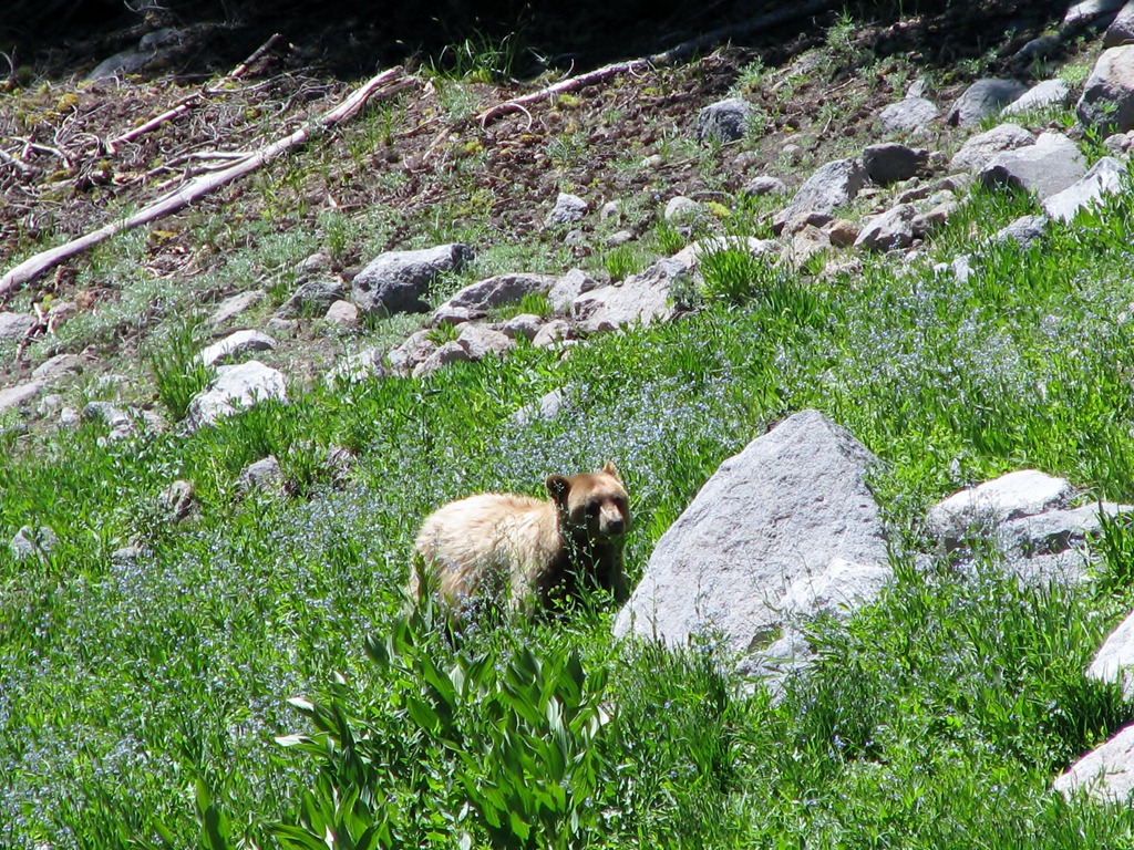 [1700 A Blonde Black Bear Lassen Volcanic National Park CA[3].jpg]