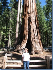 2168 Mariposa Grove Sequoia Trees YNP CA