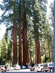 2311 Happy Family General Grant Grove KCNP CA