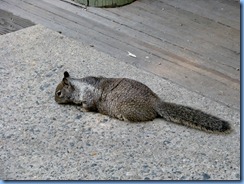 2385 California Ground Squirrel Cedar Grove Visitor Center CA 2385 California Ground Squirrel Cedar Grove Visitor Center CA