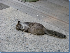 2385 California Ground Squirrel Cedar Grove Visitor Center CA