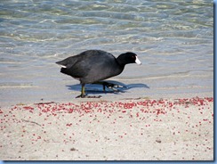 7004 Cutler Bay  FL walk American Coot