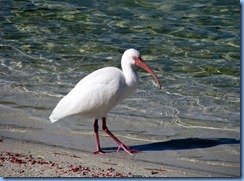 6981 Cutler Bay  FL walk White Ibis