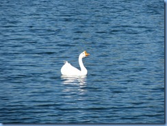 6984 Cutler Bay  FL walk Domestic Goose