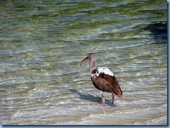 6989 Cutler Bay  FL walk juvenile White Ibis