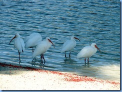 7005 Cutler Bay  FL walk White Ibises