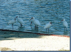 6994 Cutler Bay  FL walk white ibises